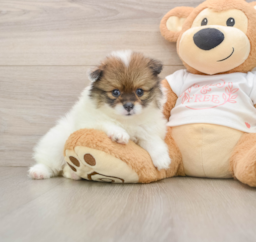 8 week old Pomeranian Puppy For Sale - Lone Star Pups