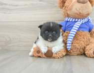 7 week old Pomeranian Puppy For Sale - Lone Star Pups