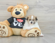 5 week old Pomeranian Puppy For Sale - Lone Star Pups