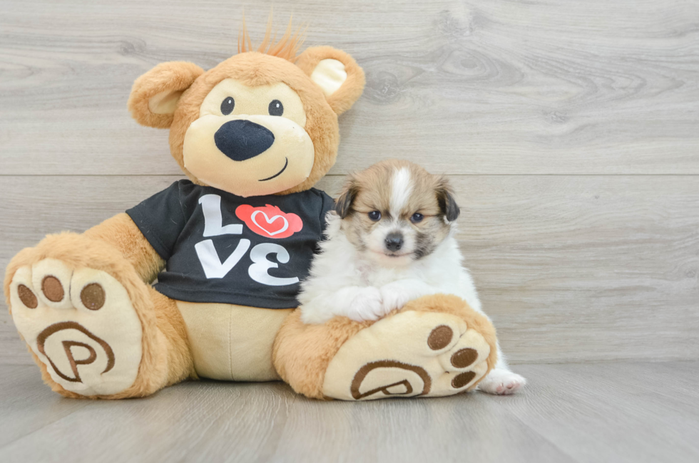 5 week old Pomeranian Puppy For Sale - Lone Star Pups