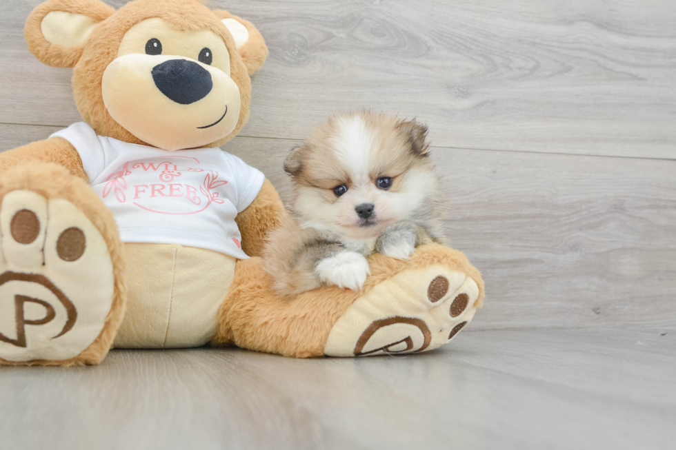 Fluffy Dwarf Spitz Purebred Puppy