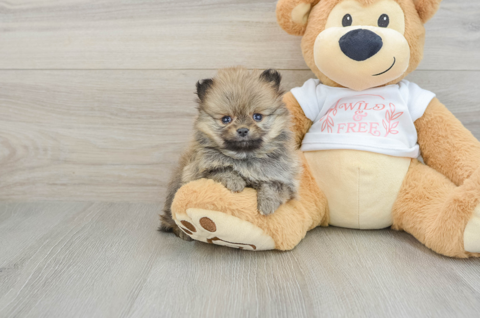 5 week old Pomeranian Puppy For Sale - Lone Star Pups