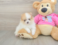 5 week old Pomeranian Puppy For Sale - Lone Star Pups