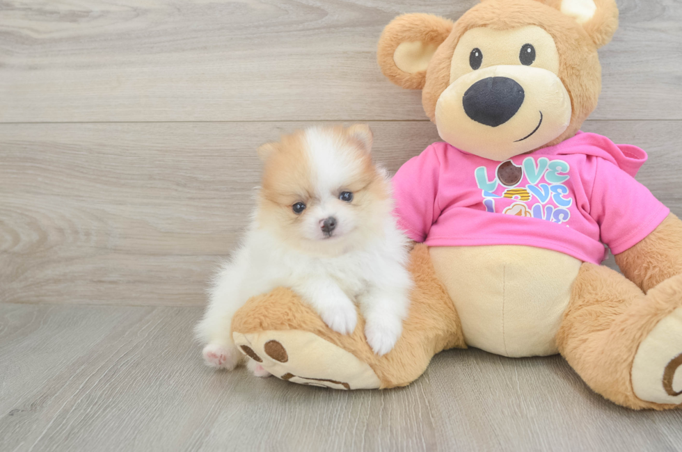 6 week old Pomeranian Puppy For Sale - Lone Star Pups
