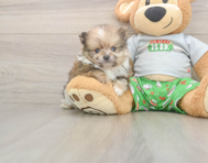 8 week old Pomeranian Puppy For Sale - Lone Star Pups