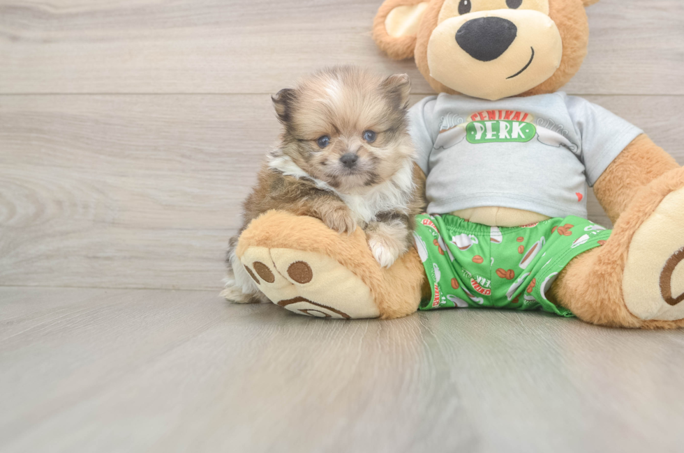 5 week old Pomeranian Puppy For Sale - Lone Star Pups