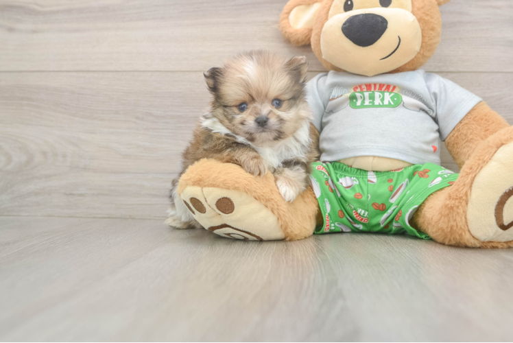 Meet Garcia - our Pomeranian Puppy Photo  1/3 - Lone Star Pups Pomeranian Pup Being Cute