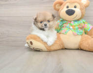 7 week old Pomeranian Puppy For Sale - Lone Star Pups