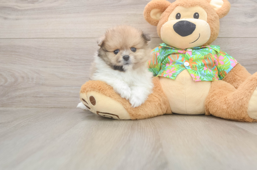 5 week old Pomeranian Puppy For Sale - Lone Star Pups