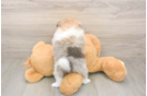 Best Pomeranian Baby