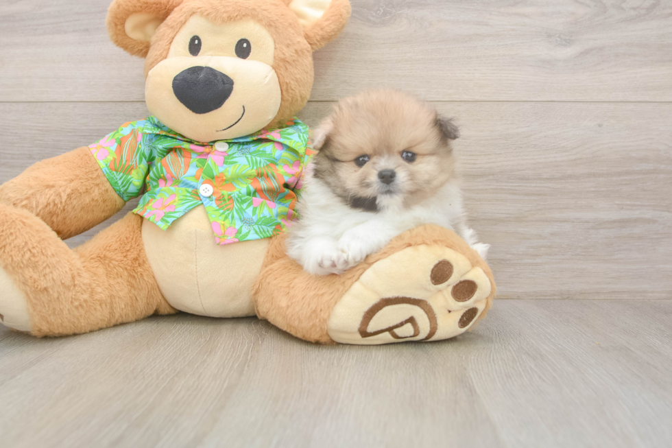 Pomeranian Puppy for Adoption