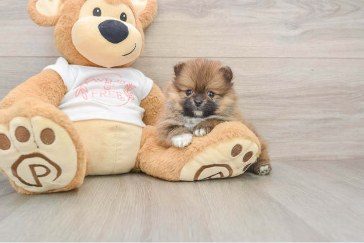 Pomeranian Pup Being Cute