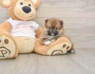 8 week old Pomeranian Puppy For Sale - Lone Star Pups