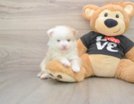 8 week old Pomeranian Puppy For Sale - Lone Star Pups