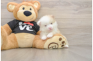 Pomeranian Puppy for Adoption