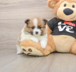 6 week old Pomeranian Puppy For Sale - Lone Star Pups