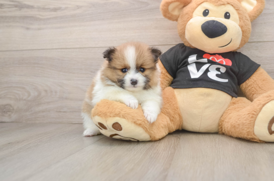 Pomeranian Pup Being Cute
