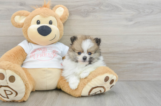 Hypoallergenic Pomeranian Baby