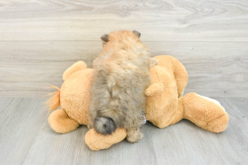 Meet Gibson - our Pomeranian Puppy Photo 2/3 - Lone Star Pups