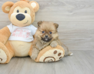 7 week old Pomeranian Puppy For Sale - Lone Star Pups