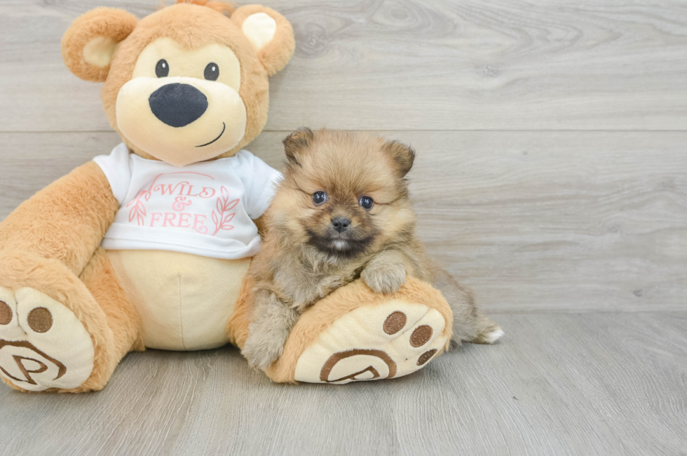 5 week old Pomeranian Puppy For Sale - Lone Star Pups