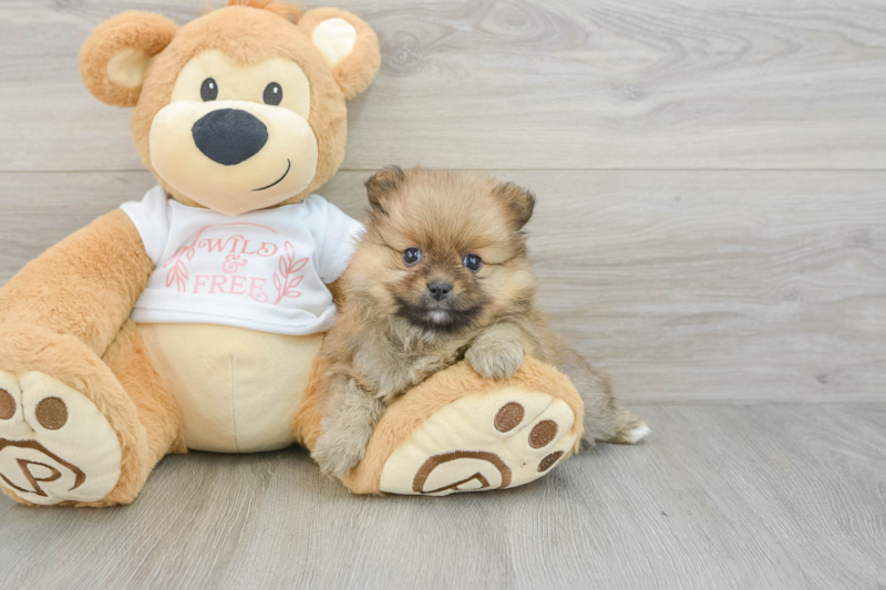 Meet Gibson - our Pomeranian Puppy Photo 3/3 - Lone Star Pups