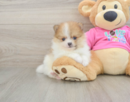 6 week old Pomeranian Puppy For Sale - Lone Star Pups