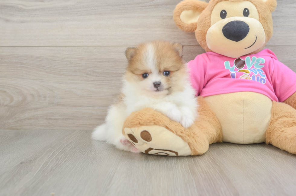 6 week old Pomeranian Puppy For Sale - Lone Star Pups