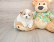 7 week old Pomeranian Puppy For Sale - Lone Star Pups