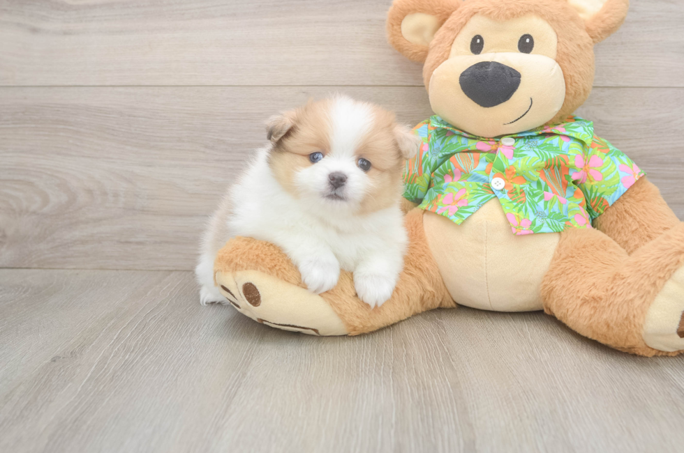 5 week old Pomeranian Puppy For Sale - Lone Star Pups