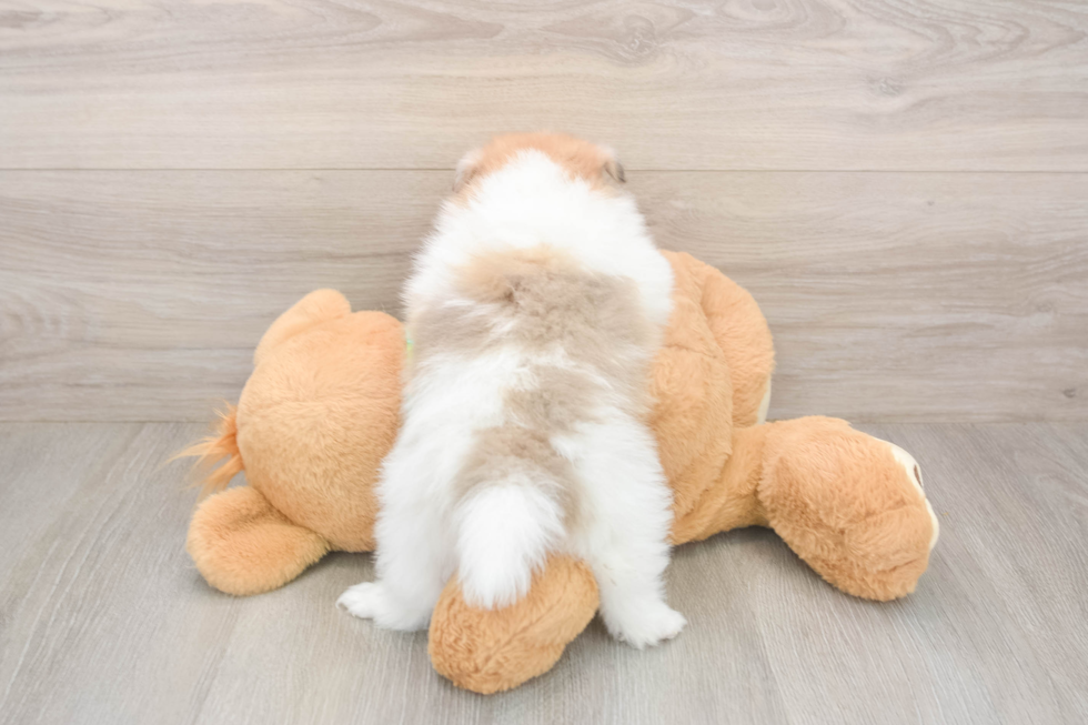 Popular Pomeranian Baby