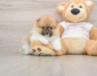 8 week old Pomeranian Puppy For Sale - Lone Star Pups