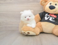 8 week old Pomeranian Puppy For Sale - Lone Star Pups