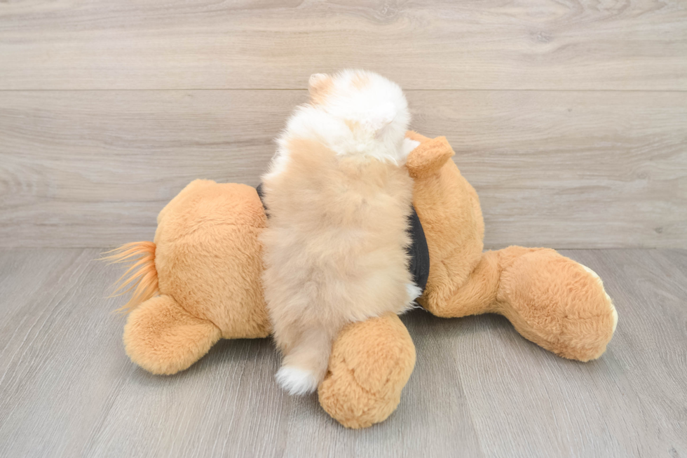 Funny Pomeranian Purebred Pup