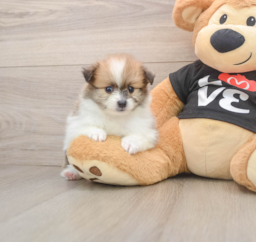 7 week old Pomeranian Puppy For Sale - Lone Star Pups