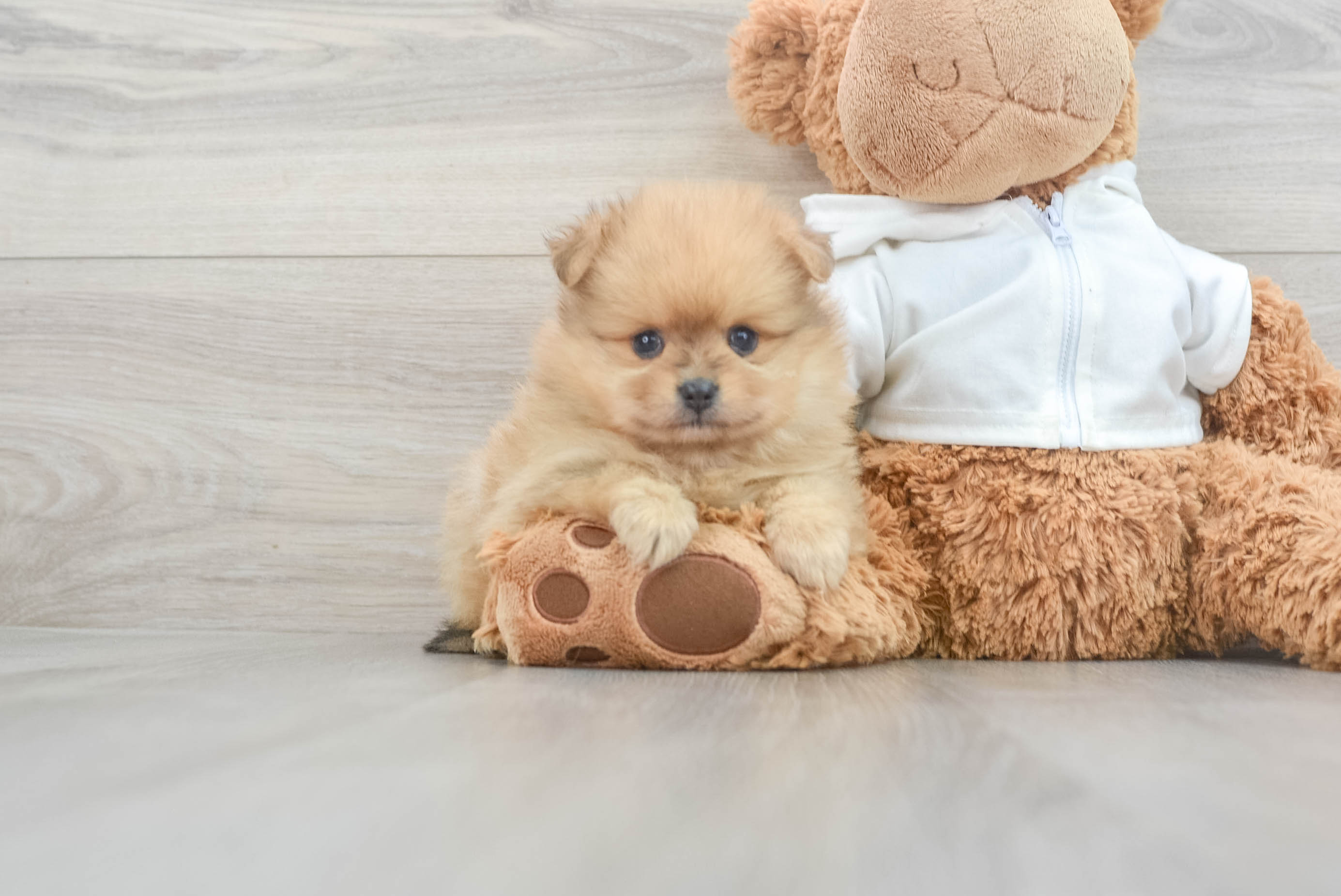 Hypoallergenic Pomeranian Purebred Pup