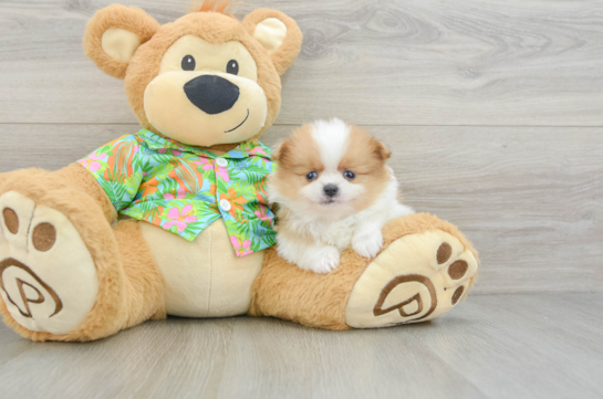 Funny Pomeranian Baby