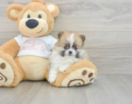 7 week old Pomeranian Puppy For Sale - Lone Star Pups