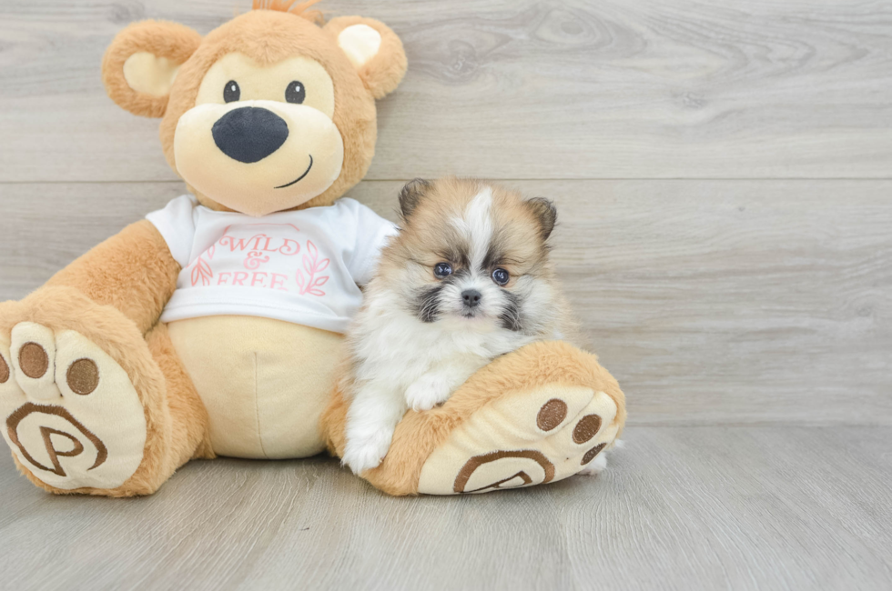 5 week old Pomeranian Puppy For Sale - Lone Star Pups