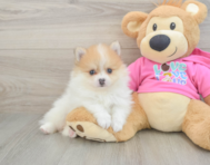 6 week old Pomeranian Puppy For Sale - Lone Star Pups