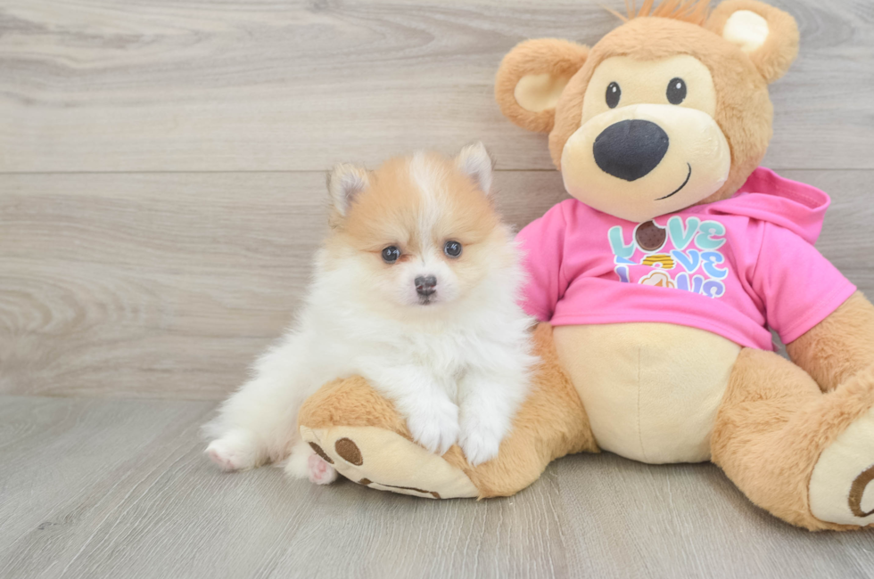 6 week old Pomeranian Puppy For Sale - Lone Star Pups