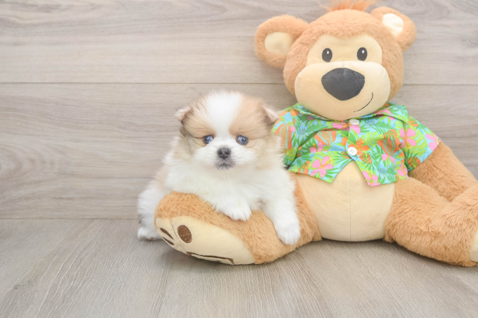 Best Pomeranian Baby