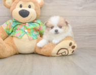 7 week old Pomeranian Puppy For Sale - Lone Star Pups