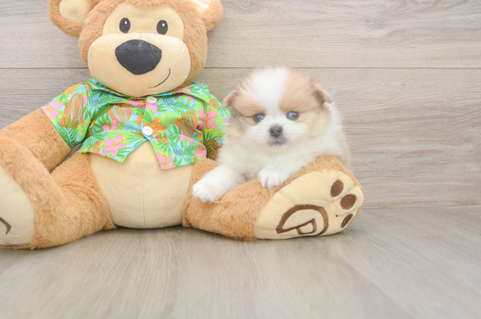 5 week old Pomeranian Puppy For Sale - Lone Star Pups