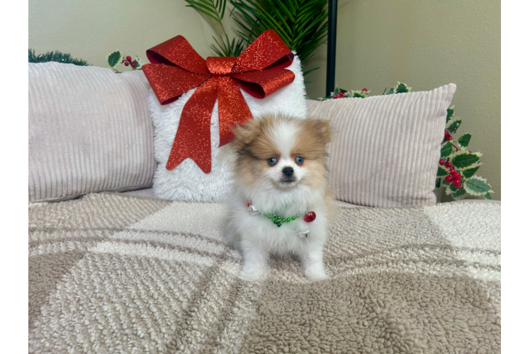 Cute Pomeranian Purebred Pup