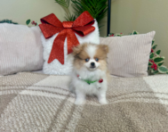 10 week old Pomeranian Puppy For Sale - Lone Star Pups