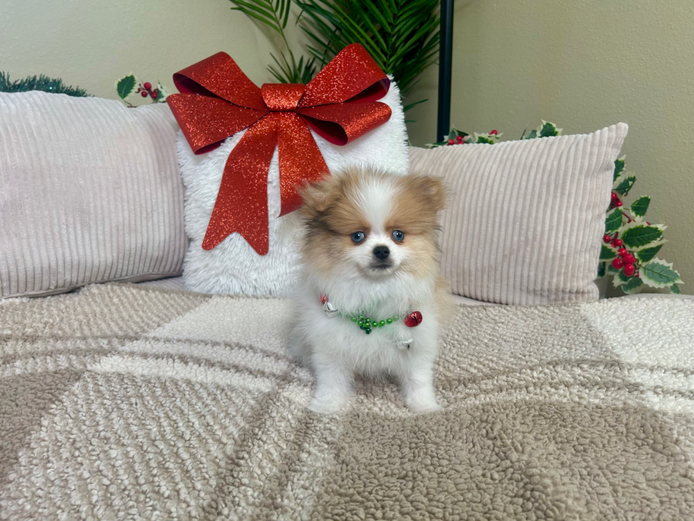Cute Pomeranian Purebred Pup
