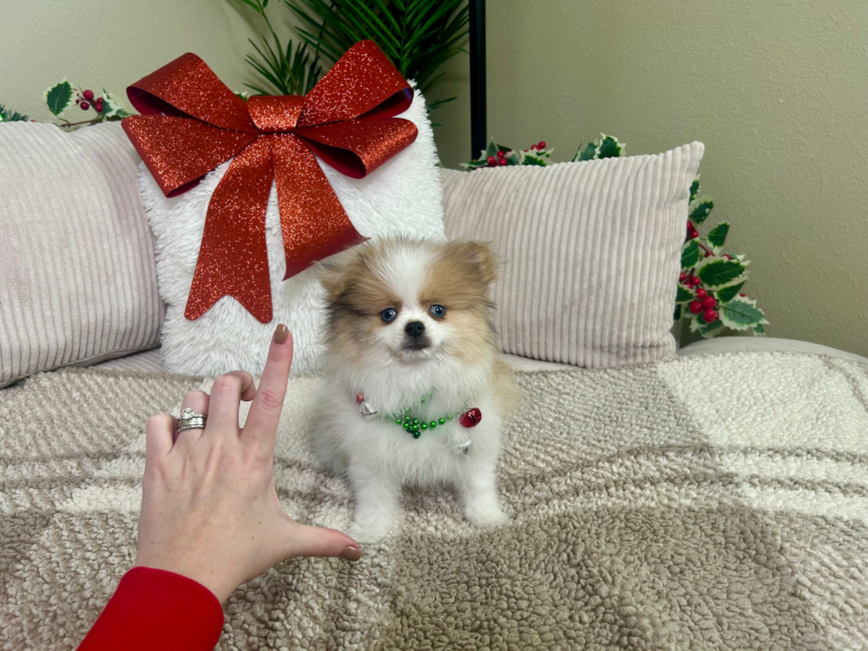 Cute Pomeranian Purebred Pup