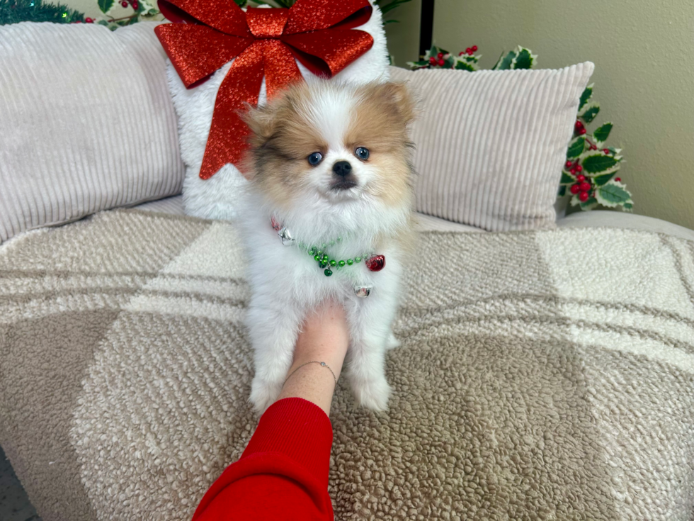 Cute Dwarf Spitz Purebred Puppy