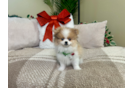 Pomeranian Puppy for Adoption